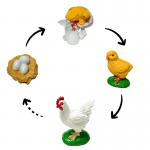 Life Cycle Model of Chicken / Rooster