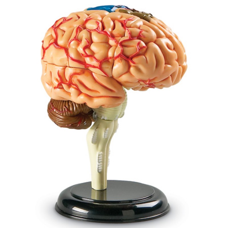 Anatomy learning. Набор Learning resources Human Anatomy model Brain. Муляж головного мозга. Модель мозга человека. Модель человеческого мозга.